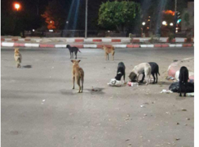 الكلاب الضالة تفرض حظر التجوال في الفشن جنوب بنى سويف