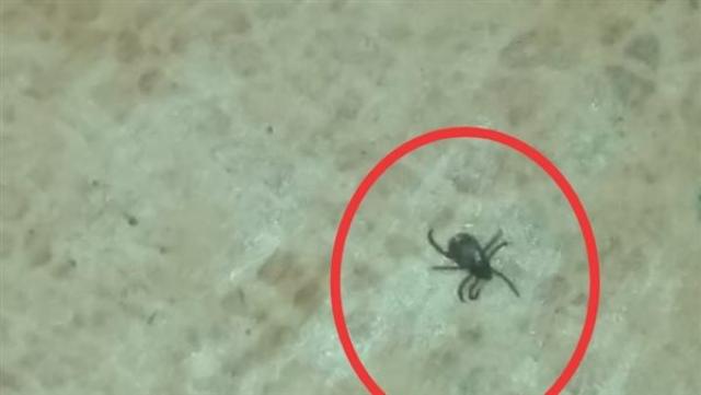 ظهور حشرة غريبة بالمحلة والأهالي تطالب الطب البيطرى بمكافحتها ظهور حشرة غريبة بالمحلة والأهالي تطالب الطب البيطرى بمكافحتها
