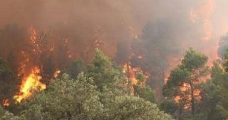 13 قتيلا في حريق الغابات بتشيلي