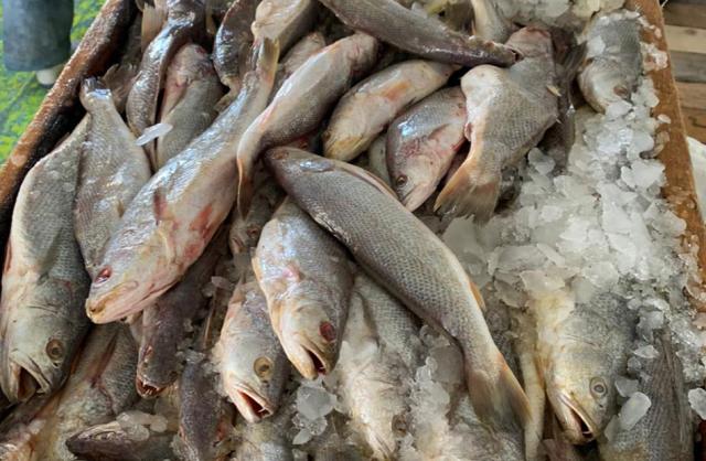 تعرف على أسعار الأسماك اليوم الجمعة – 13 – 8 – 2021