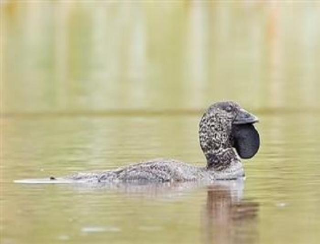 البط الاسترالي