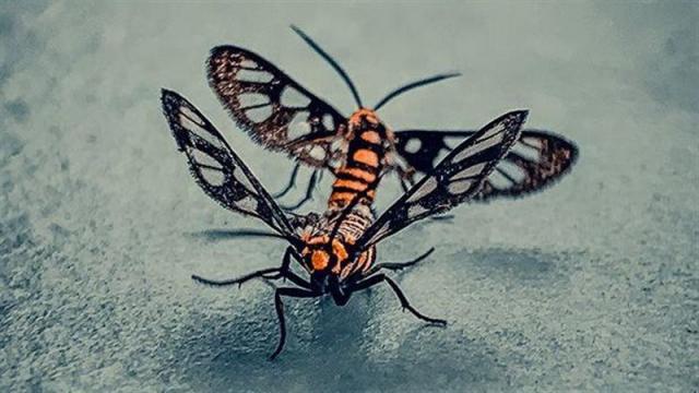 نماذج من العمل