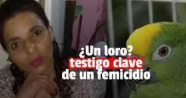 ببغاء الشاهد الوحيد فى قضية قتل ارجنتينية