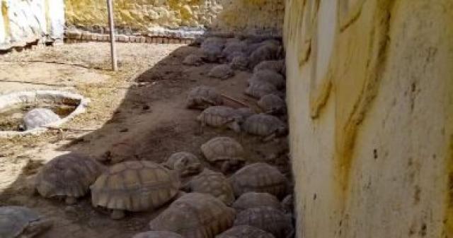 جانب من المضبوطات- سلحفاة سوداني