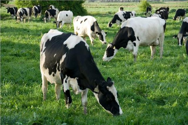 «الزراعة»: تحسين سلالات الماشية لزيادة إنتاج الأعداد