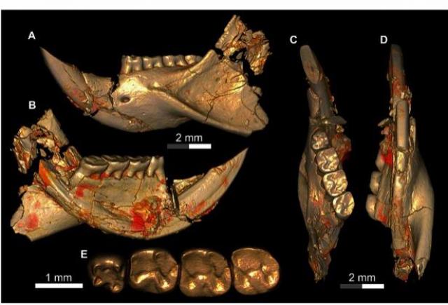 «سفروتس».. اكتشاف جنس جديد للقوارض عاش قبل 34 مليون سنة في الفيوم