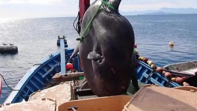 اصطياد سمكة عملاقة تزن 2 طن من البحر المتوسط