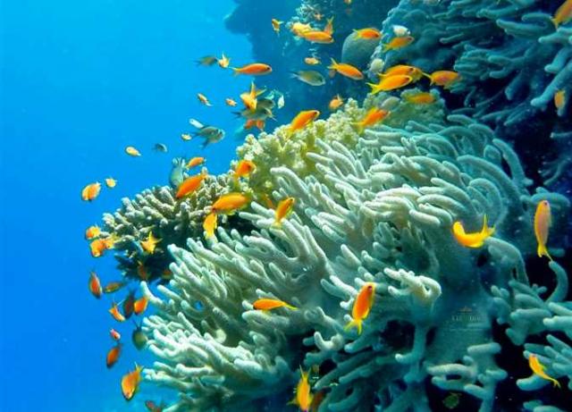 خبير في علوم البحار: الشعاب المرجانية بالبحر الأحمر الأكثر تحملًا للتغير المناخي