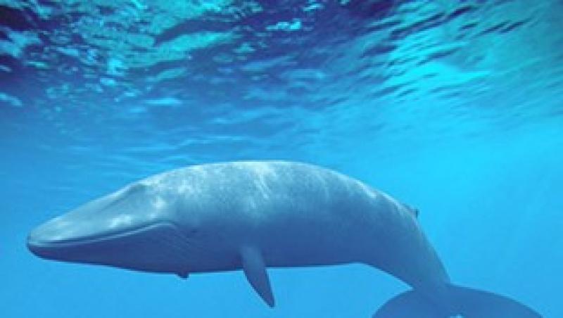 دراسة تكشف ”سر ضخامة الحيتان” .. أعرف التفاصيل