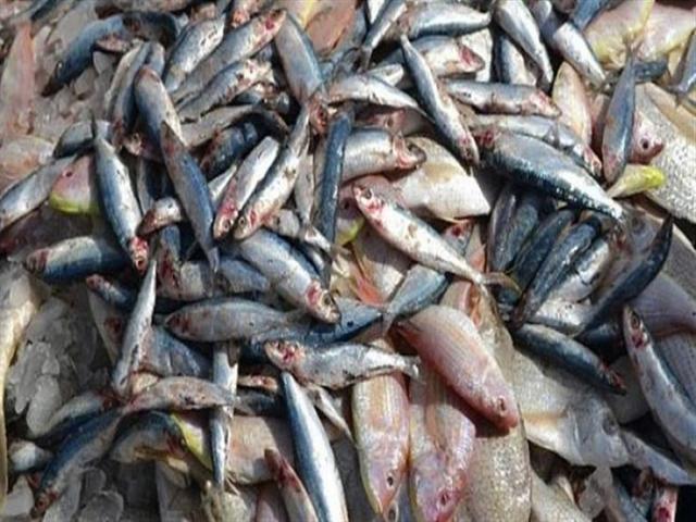 ضبط 3 آلاف كيلو من أسماك الرنجة ولحوم فاسدة بالغربية