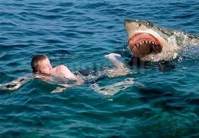 هجوم أسماك القرش على الإنسان