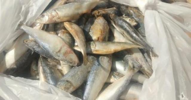 ضبط 4 أطنان أسماك مجهولة المصدر داخل ثلاجة بالإسكندرية