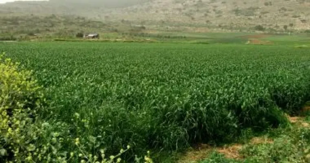 هل نشهد قريبا ”سندا للملكية الزراعية” لحماية المزارع على غرار ”سند الملكية العقارية”؟