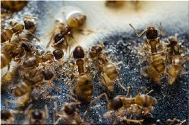 لنحل آكل اللحوم 