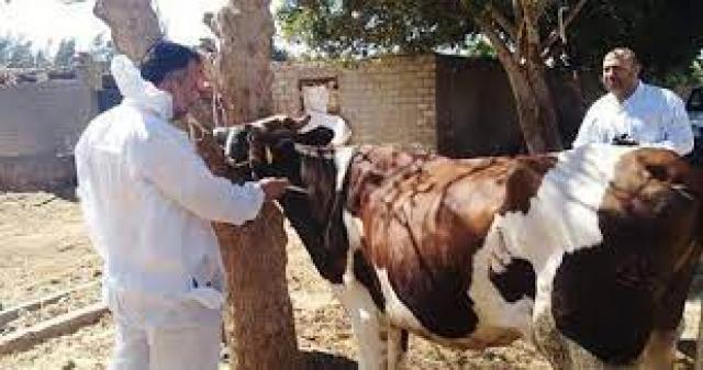 تحصين 233 ألف رأس ماشية ضد الحمى القلاعية في الغربية