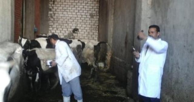 محافظة الإسكندرية تحصد المركز الثانى فى تحصين الماشية بالحملة القومية الثانية