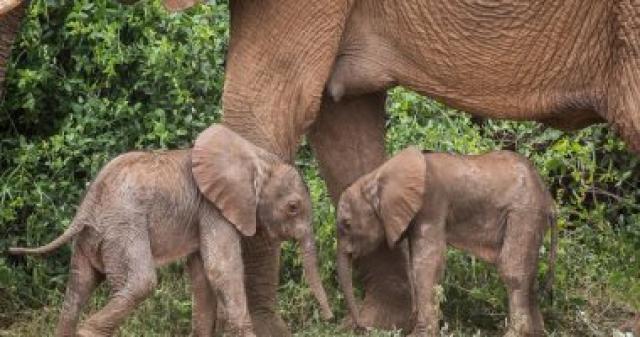   ولادة توأم فيلة