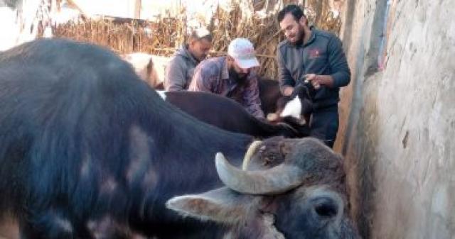 تحصين 120 ألف رأس ماشية ضد الجلد العقدى و16550 طائرا بكفر الشيخ