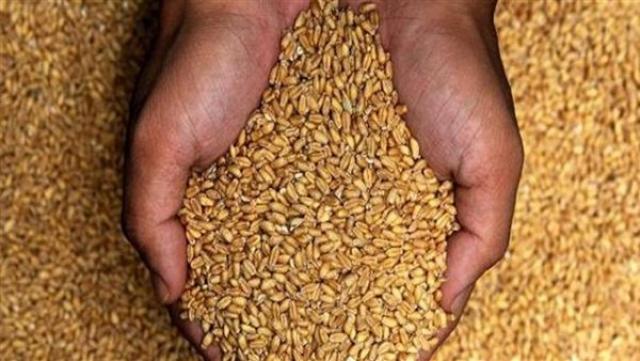 ”التموين” تلغي مناقصة عالمية لشراء القمح بسبب الحرب