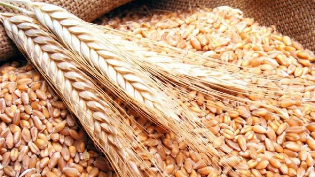 12 % نسبة الصادرات الأوكرانية من الحبوب عالميًا
