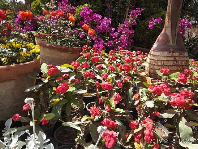 اليوم.. انطلاق معرض زهور الربيع بحديقة الأورمان لمدة 45 يوما