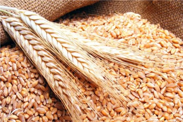 الهند تعلن استعدادها لبدء تصدير القمح إلى مصر
