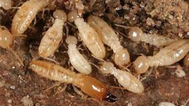 ظاهرة ” النمل الأبيض ” تعاود الإنتشار من جديد بالأسكندرية