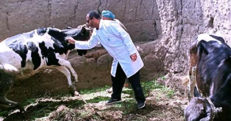 الزراعة: فحص وعلاج 2000 رأس ماشية مجانا لصغار المربين بالغربية