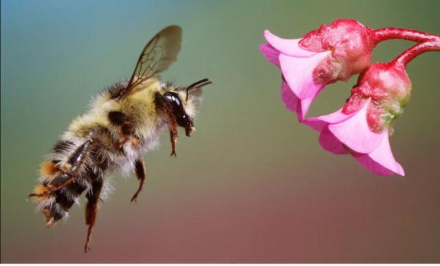 يطال التغير المناخي النحل على مستويات مختلفة