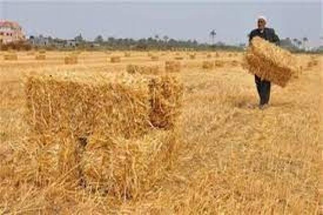 ”صباح الخير يا مصر” يبرز بدء موسم حصاد القمح فى الوادي الجديد