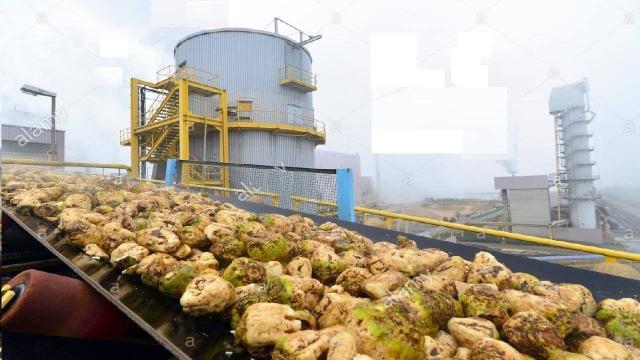 وزارة التموين: إنتاج 20 ألف طن سكر من البنجر