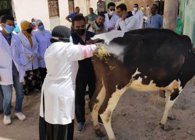 قافلة بيطرية- أرشيفية 