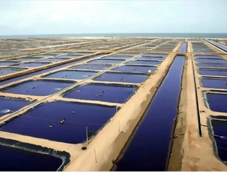 مصر تؤكد التزامها بدعم الأمن الغذائى الإفريقى بقمة مصايد الأسماك بأديس أبابا مصر تؤكد التزامها بدعم الأمن الغذائى الإفريقى بقمة مصايد الأسماك بأديس أبابا