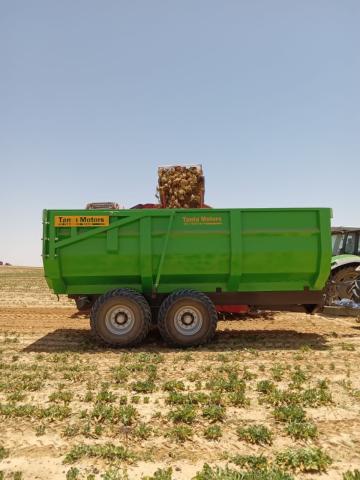  بدء موسم حصاد البنجر في مشروع غرب  المنيا