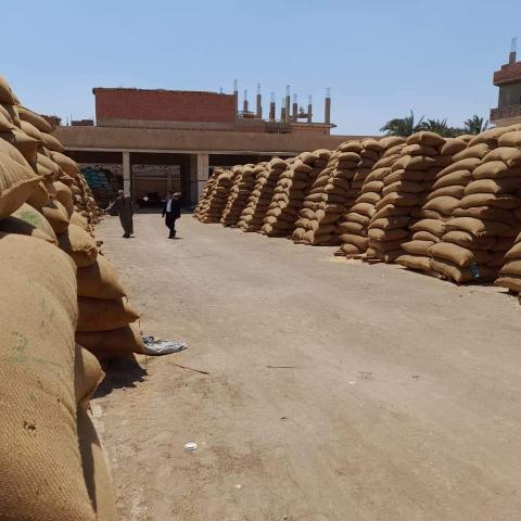 رئيس مدينة الفشن جنوب بنى سويف يتابع استمرار عمليات توريد القمح للشون 