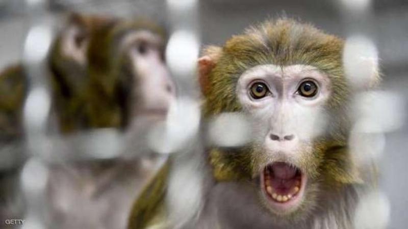 جدري القرود يثير المخاوف في بريطانيا