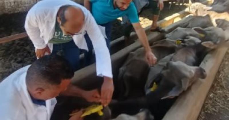 الزراعة: قوافل صندوق التأمين على الماشية تجوب قرى محافظة المنوفية