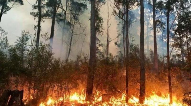 حرائق غابات بألمانيا