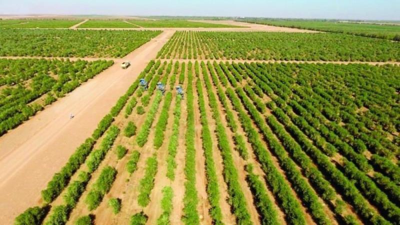 بدء تنفيذ المبادرة الرئاسية لزراعة 100 مليون شجرة في الشرقية