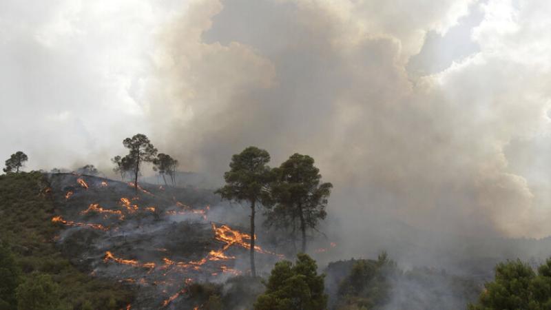 الجزائر: ارتفاع ضحايا الحرائق إلى 37 قتيلا وإصابة 183 آخرين