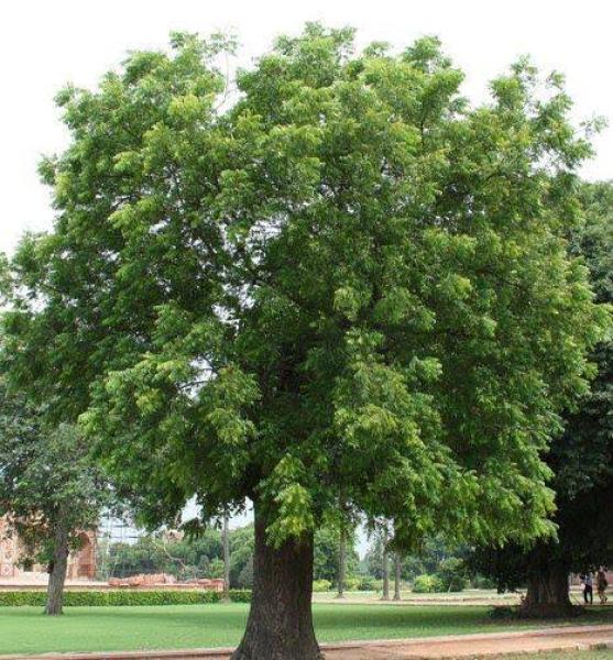 شجرة ”النيم” .. تعرف على فوائدها و طريقة زراعتها