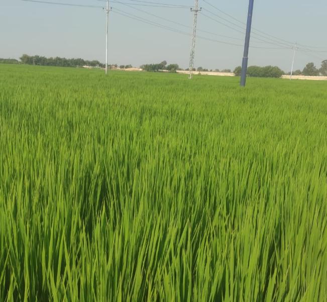 زراعة الأرز 