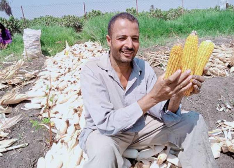 بدء موسم حصاد الذرة الشامية في المنيا