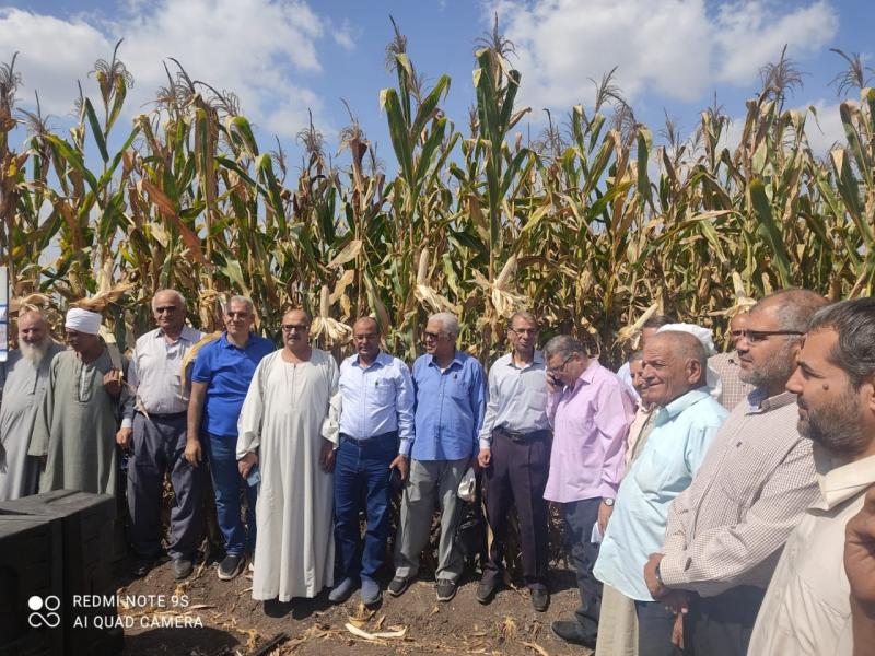 عقد يوم حصاد مكبر للذرة الشامية بزراعة الشرقية 