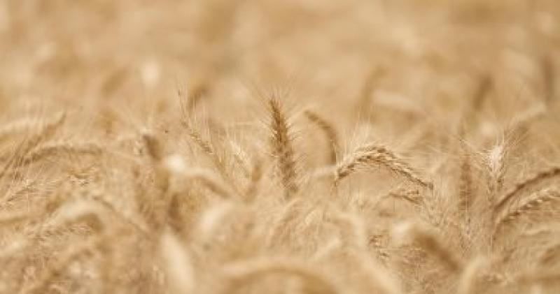 موسم زراعة القمح 