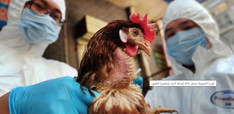 كوريا الجنوبية تسجل حالة إصابة أخرى بإنفلونزا الطيور