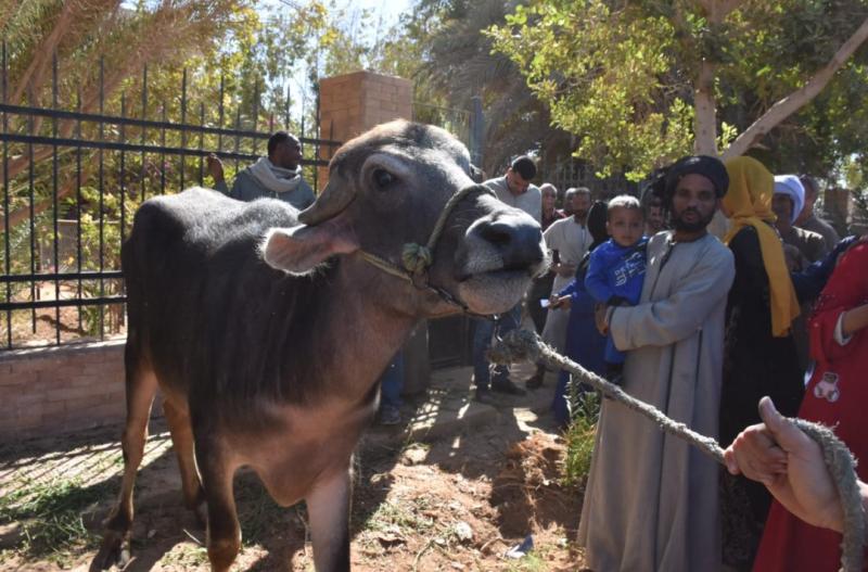 بالصور.. ”الزراعة” توزع 35 رأس ماشية مجانا للسيدات الأكثر احتياجا بمحافظة أسوان