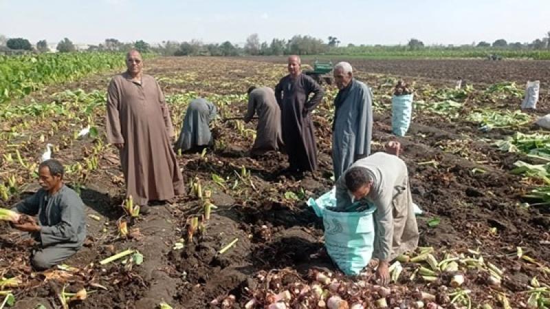 «عزبة النخل» تتربع على عرش زراعة «القلقاس» في المنيا.. وجبة عيد الغطاس