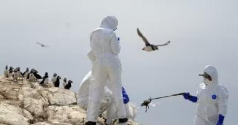 نفوق أكثر من 200 طائر فلامنجو فى الأرجنتين بسبب أنفلونزا الطيور