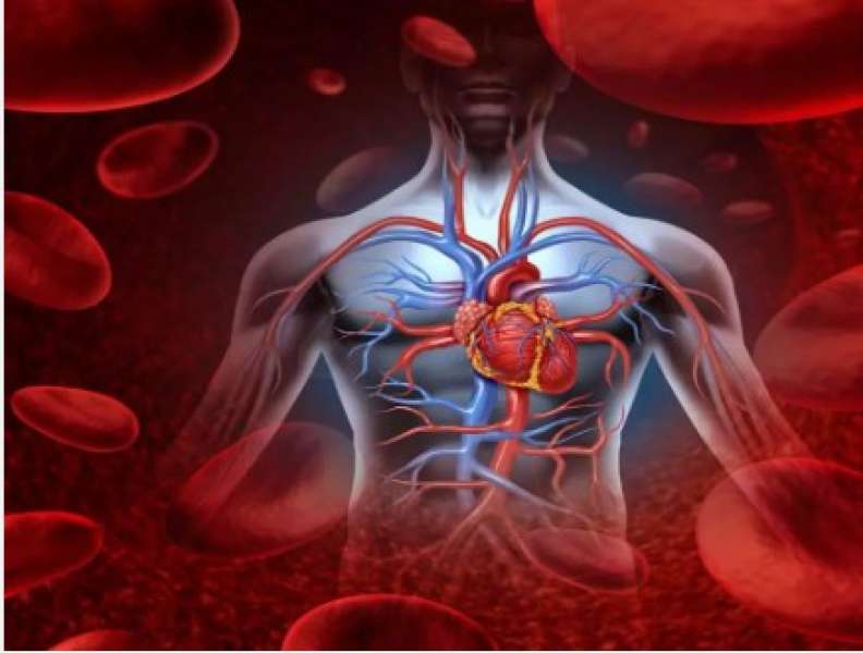 دراسة: بروتين الأوعية الدموية يقلل حالات الوفاة بسبب الأمراض المعدية